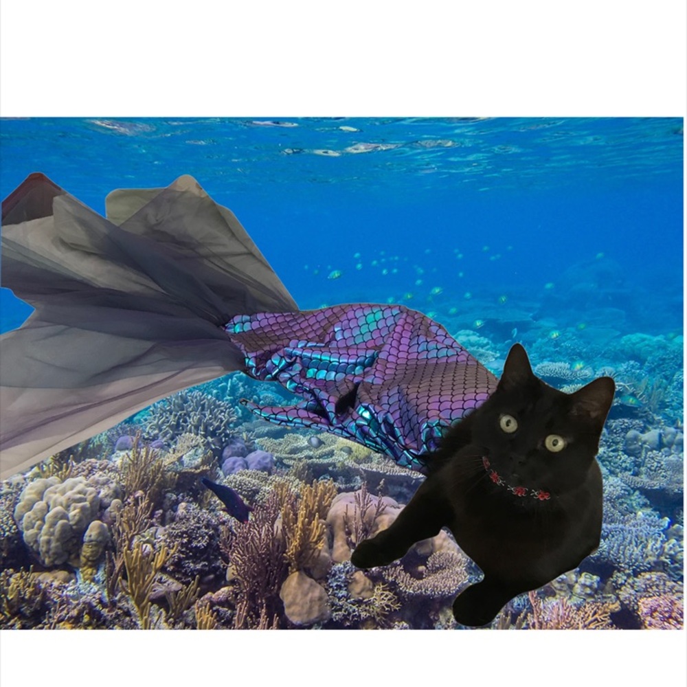 Meet your Posher, Susan